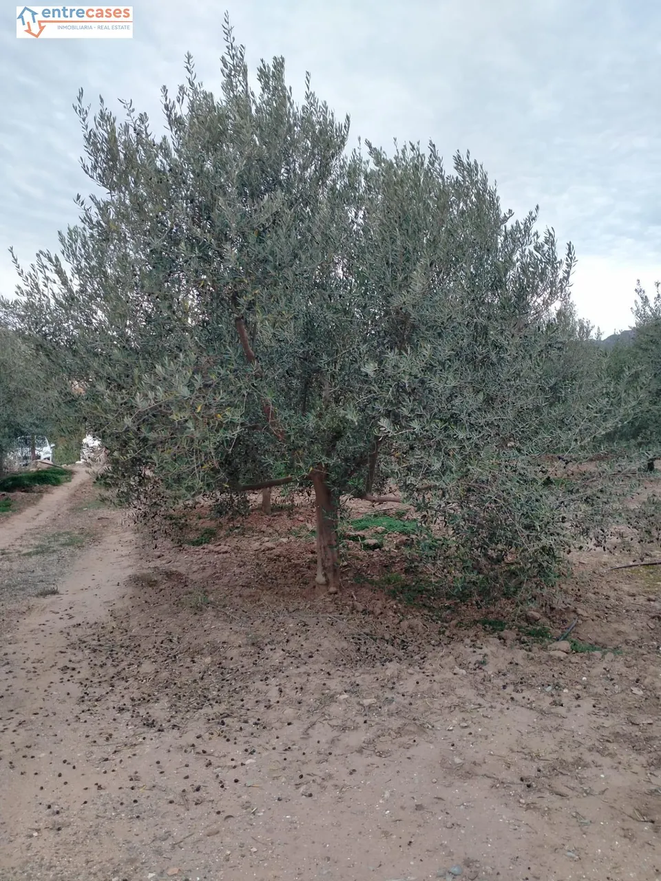 CONJUNTO DE PARCELAS EN PETRÉS
