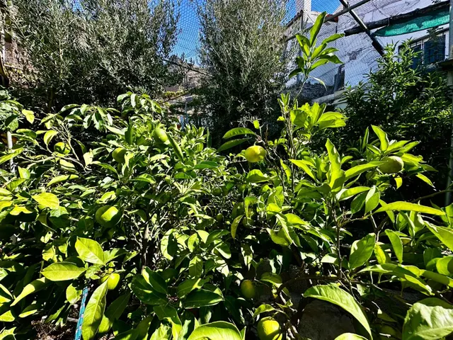 Casa ubicada en el Rincón bajo de Tejeda — 44