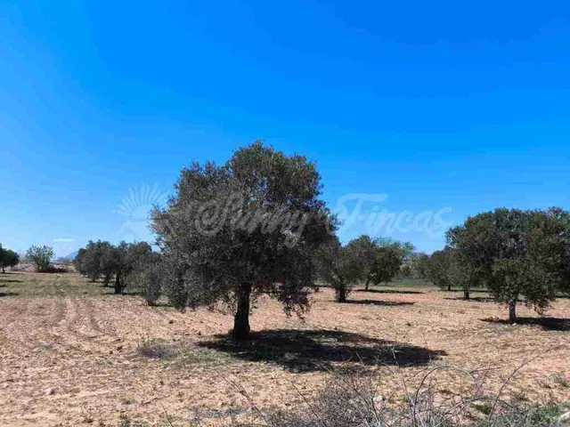 Suelo rústico en Venta en Yecla Murcia - foto 5