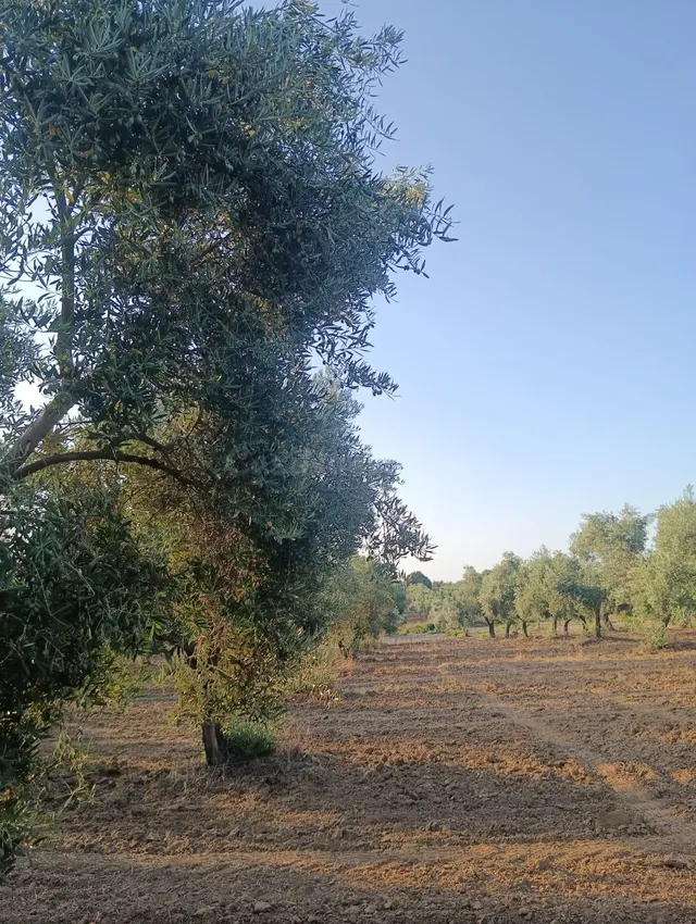 Terreno rural en venta - Almonte - foto 5