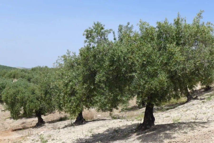 Olivar marteño a 1 pie