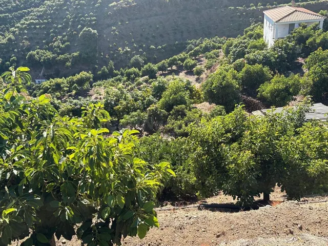Finca rústica con cultivos y pozos propios en Vélez-Málaga — 2