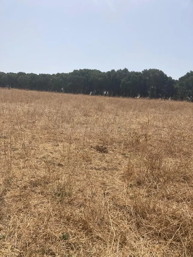 TERRENO RUSTICO EN BARBATE - foto 2