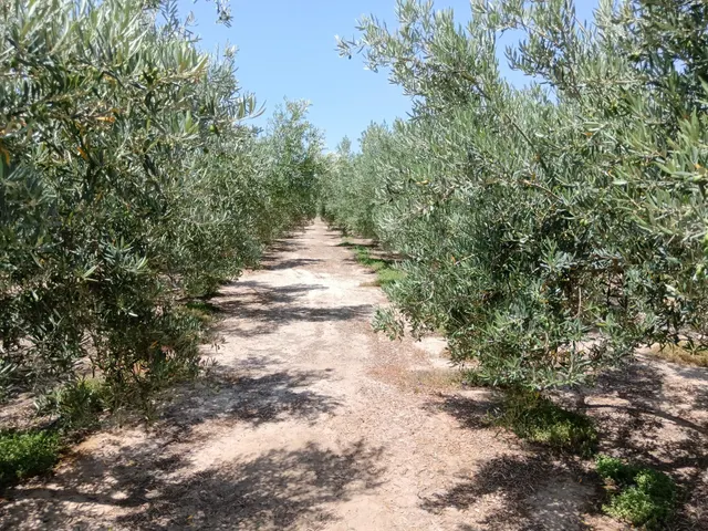 Se vende finca en Huércal-Overa, El Saltador!!!! — 7