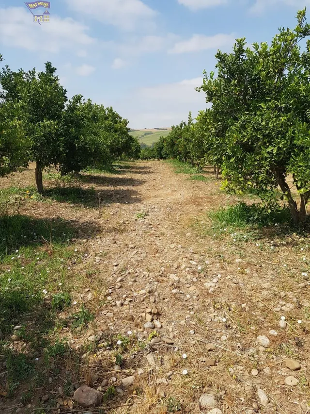 VENTA DE PARCELA CON ARBOLES FRUTALES - foto 4