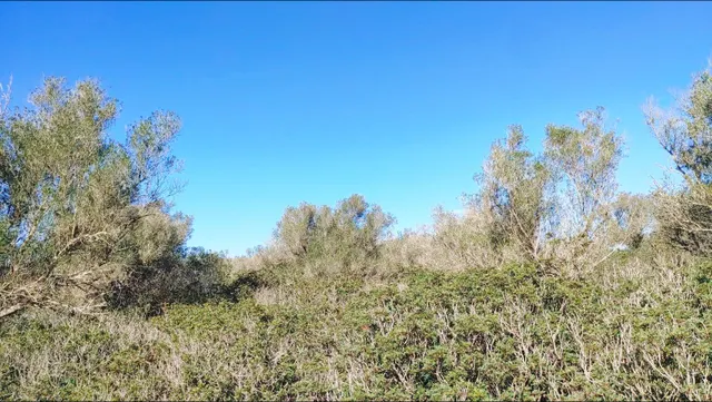 Enorme terreno boscoso con proyecto de un chalet y piscina en Felanitx, Mallorca — 21