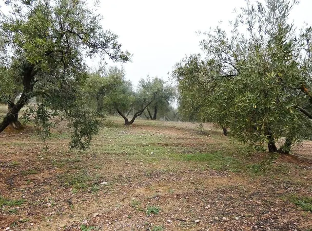 Finca rústica en Peligros – Excelente ubicación y acceso — 9