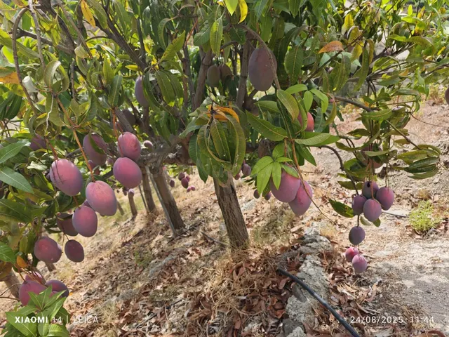FINCA DE MANGOS EN CANILLAS DE ACEITUNO - foto 2
