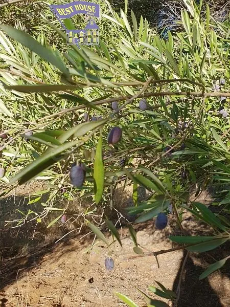 SE VENDE 2 TERRENOS RÚSTICO EN ZONA LA ARENOSA (BORNOS) - foto 4