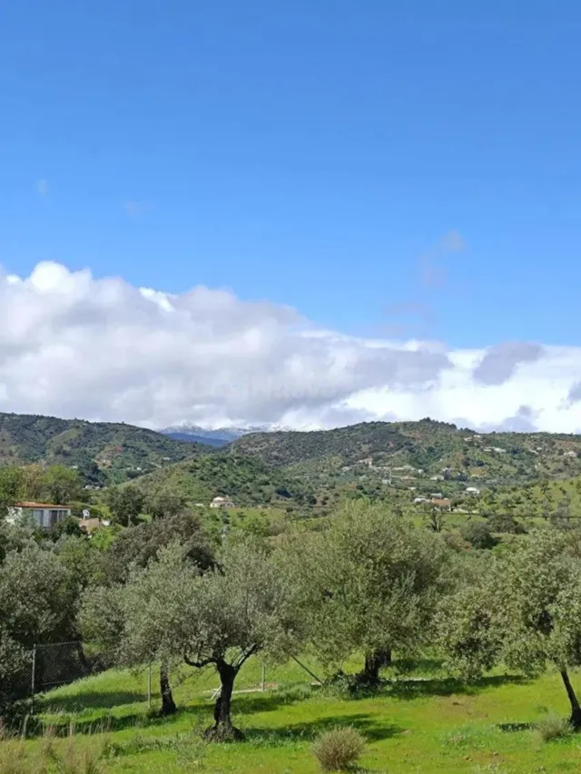 Finca olivar en Monda con vistas al pueblo y naturaleza - foto 2