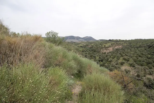 FINCA EN CORTIJO SAN JERÓNIMO (BARTODANO) — 31