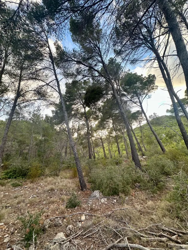 Terreno Rústico de 12.240 m2 en S’Arracó (Andratx) | Vistas al Mar, Cueva Natural y Pago Aplazado — 5