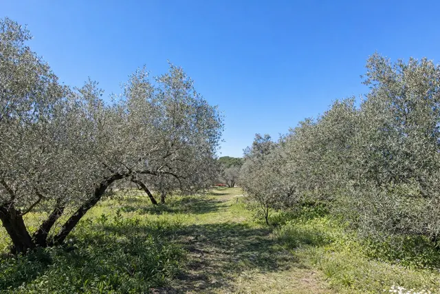 En venta maravillosa finca Rustica de Olivos — 44