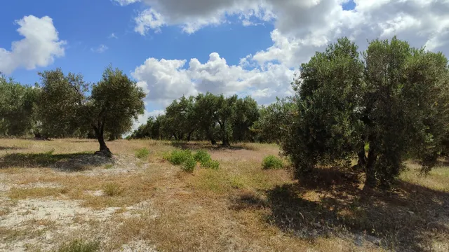 Venta de casa de campo y olivar — 10
