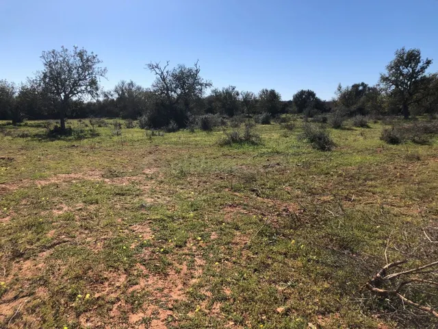 Terreno rural en venta - Porreres - foto 5
