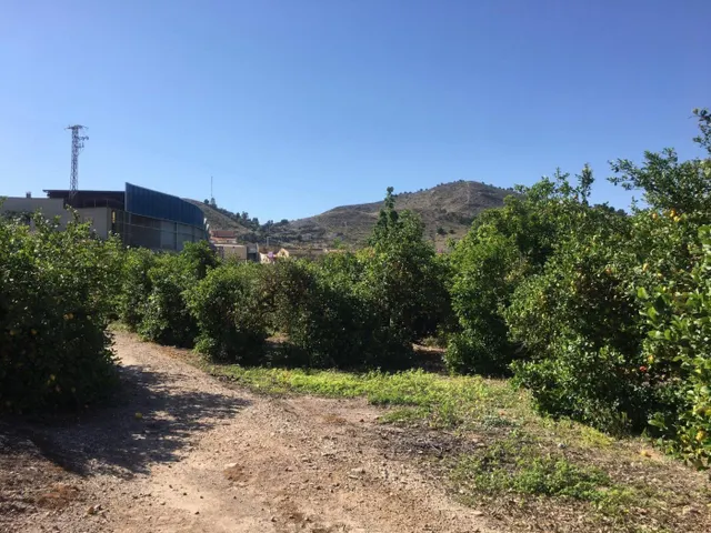 SE VENDE TERRENO PLANTADO DE LIMONEROS — 13