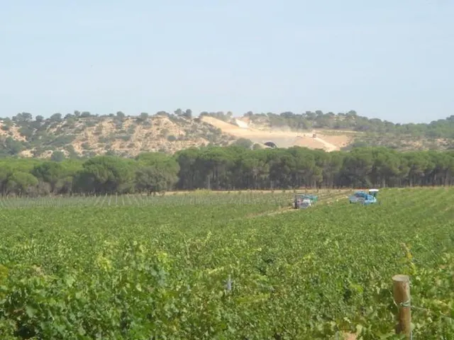 2 terrenos rústicos de uso agrario con un total de 324.946 m2 (32,49 Hectáreas) actualmente viñedos — 2