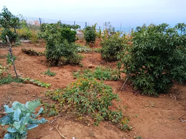 Terreno rural en La Corujera, Santa Úrsula — 16