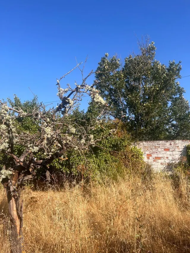 Vivienda unifamiliar con gran parcela en Valverde de la Virgen - León — 9