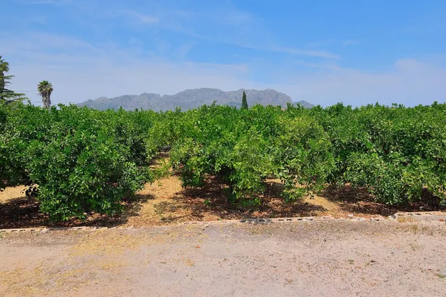 Terreno Rustico con Naranjas en Pedreguer