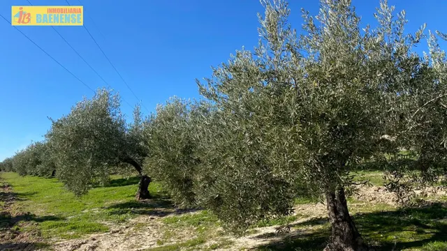 Buen olivar a pie de carretera. — 10