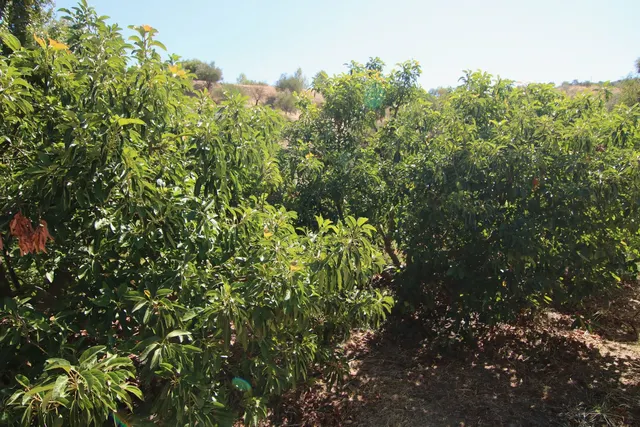 Finca rústica 2 habitaciones 62m² en venta - South of spain — 20