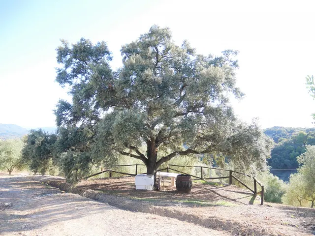 VENTA PARCELA PRADO DEL REY - foto 4