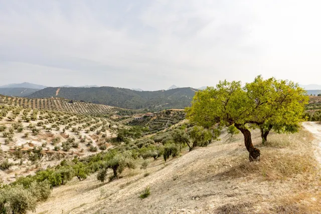 Olivar en venta - JAYENA — 33
