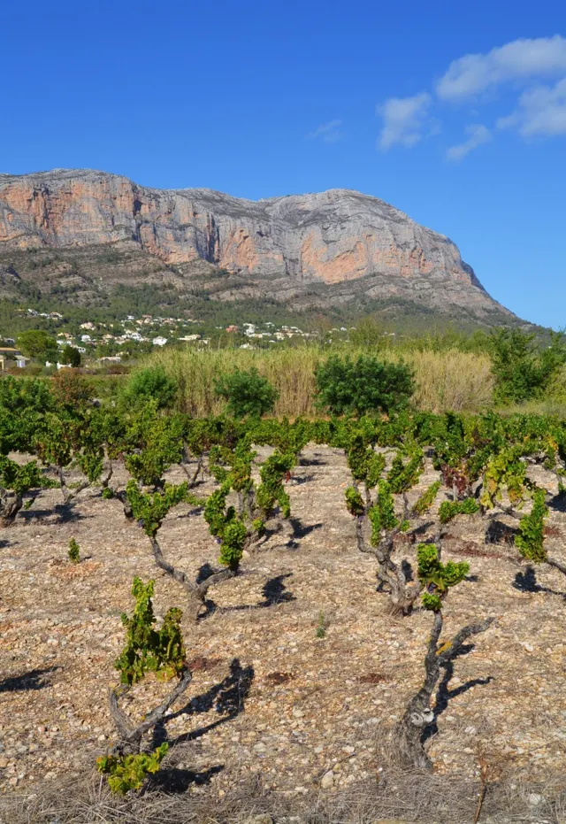 Parcela con vistas al Montgó en Gata de Gorgos — 14