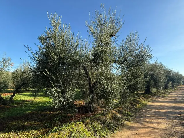 Terreno rural en venta - Andalucia - foto 3