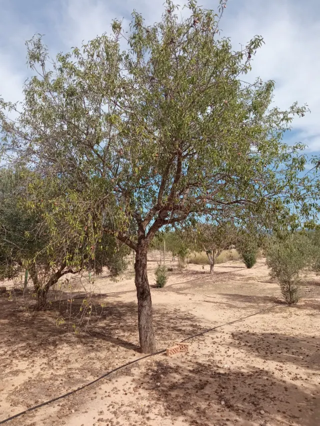 Parcela todo vallada con arboles de olivos en producción y c - foto 5