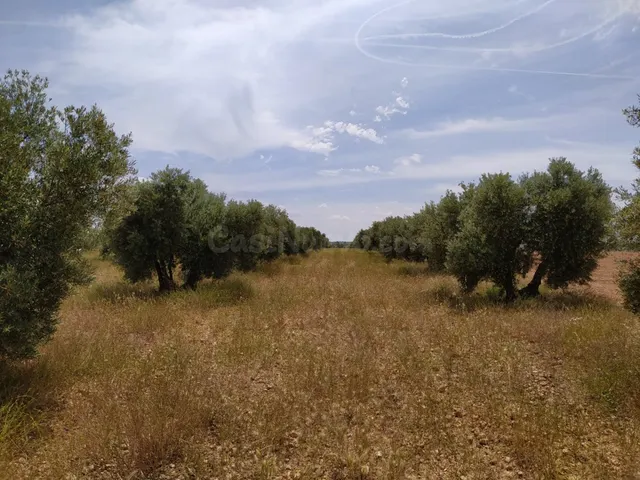 Se vende finca rustica destinada a olivo, la finca cuenta co - foto 3