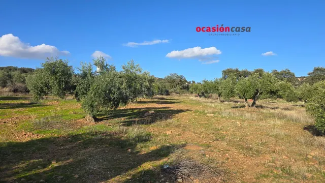 MAGNÍFICO OLIVAR EN PLENA PRODUCCION