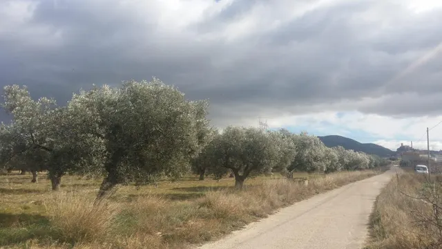 Finca rústica en producción!! Con posibilidad de construir!! - foto 5