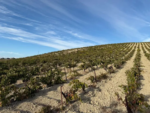 Viñedo de 24,40ha 1300m2 naves y 400m2 restaurante — 7