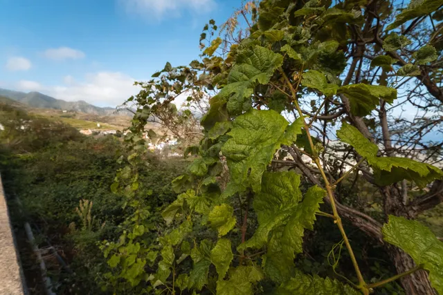 Finca rústica con casa terrera y vistas al mar en tierra del trigo, los silos — 37