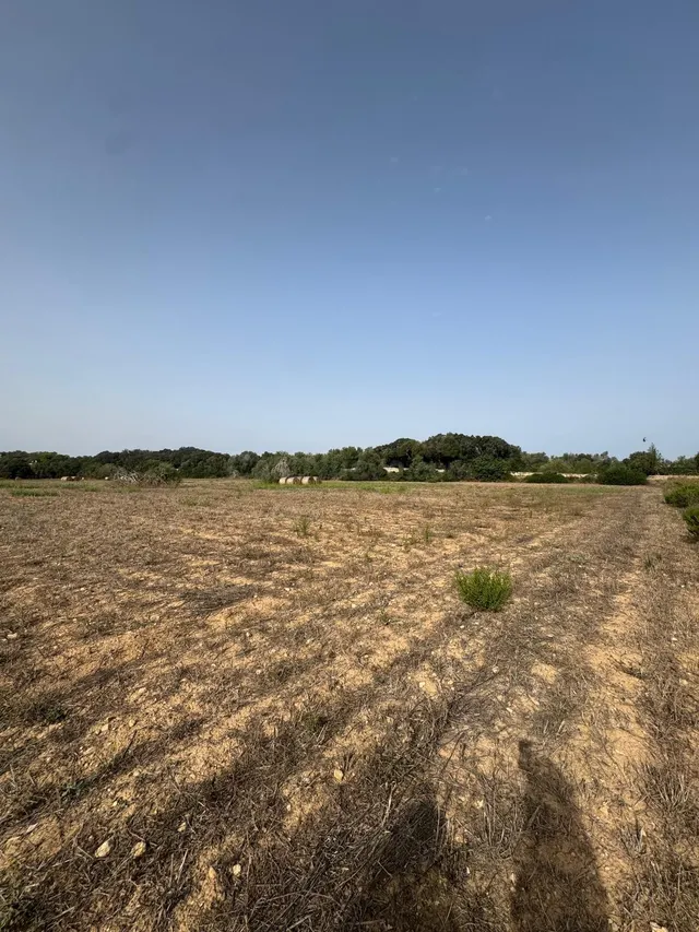 TERRENO RÚSTICO EN SINEU DE 21.300 M2 CON PROYECTO APROBADO  - foto 5