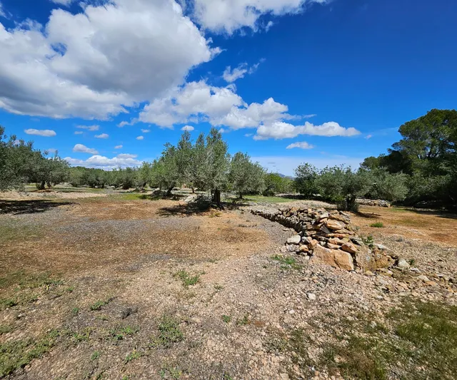 Finca Rustica de 45.344 m2, plana y plantada de olivos en producción — 9