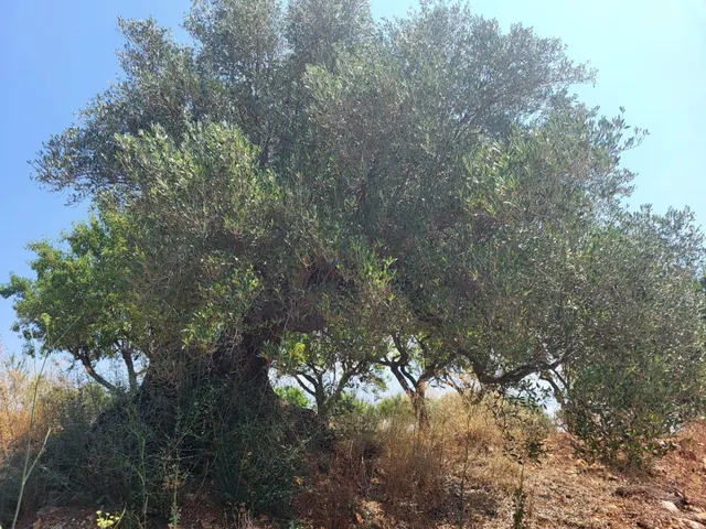 MASIA PARA REFORMAR CON TERRENO EN TÉRMINO DE VALL D'ALBA, LUZ Y AGUA CERCA — 14