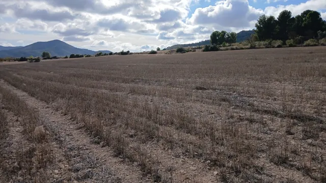 Parcela en venta - Yecla — 15