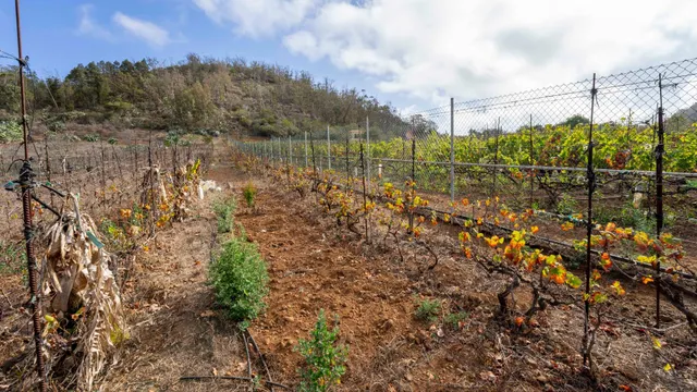 Terreno urbano en Tacoronte. — 30