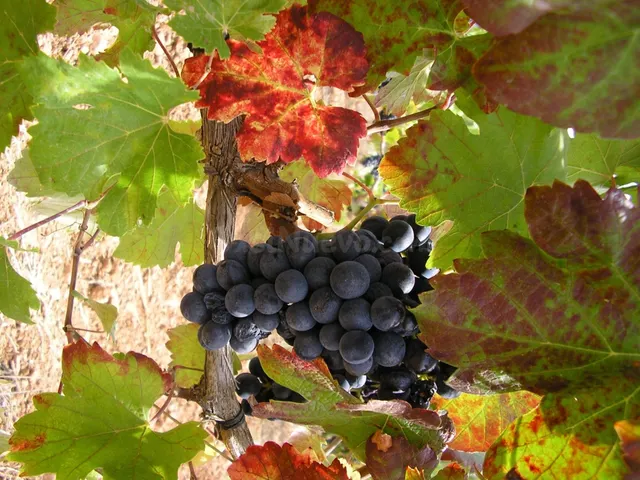 BODEGA DE AUTOR EN PRODUCCIÓN. CASI 6 HECTAREAS DE VIÑEDOS — 4