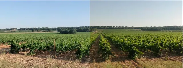 2 terrenos rústicos de uso agrario con un total de 324.946 m2 (32,49 Hectáreas) actualmente viñedos — 21