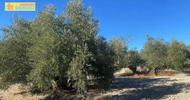 Olivar intensivo en buena ubicación — 6