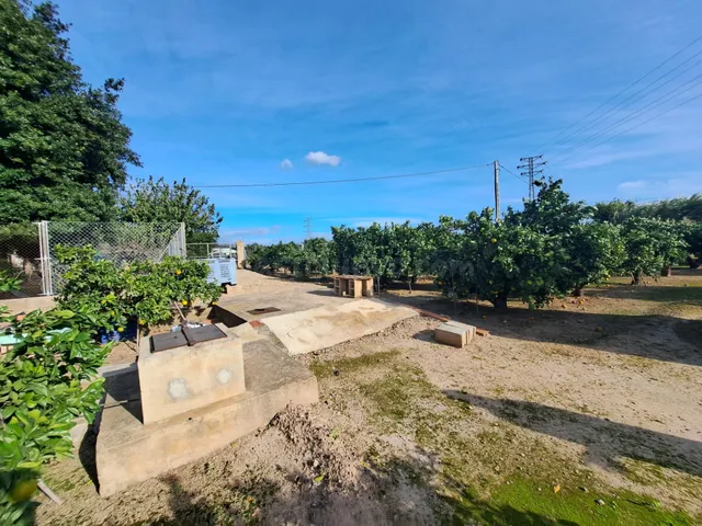 CAMPO DE NARANJOS EN PRODUCCIÓN — 3