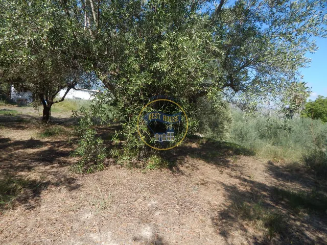 OPORTUNIDAD PARCELA DE REGADÍO CON ÁRBOLES FRUTALES EN PLENA PRODUCCION EN ONTINYENT — 6