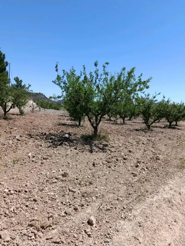 “Terreno rústico de 6.681 m2 en Cehegín – Paraje El Chaparral” — 5