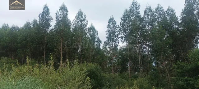 Finca rústica con eucaliptos listos para aprovechamiento - foto 2