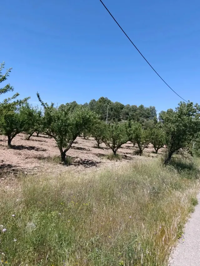 “Terreno rústico de 6.681 m2 en Cehegín – Paraje El Chaparral” — 8