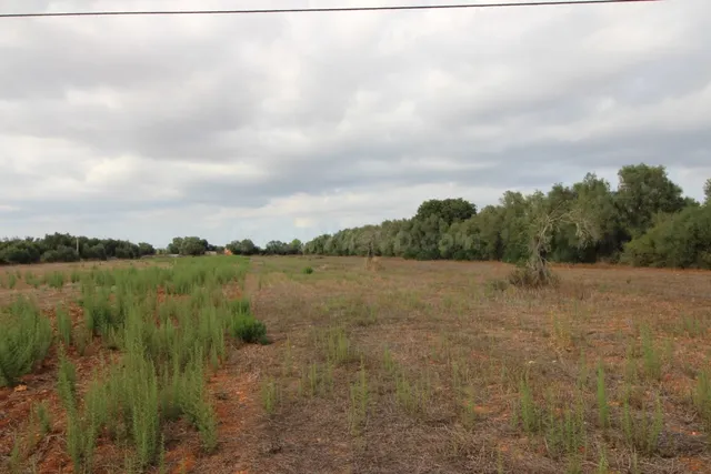 Terreno rural entre Felanitx y Porreres - foto 4